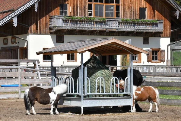 Santuario Patio Animales Gut Aiderbichl Salzburgo Austria Europa —  Fotos de Stock