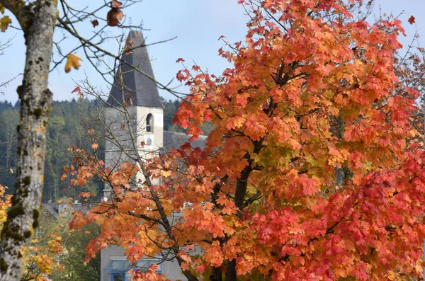 Herfstboom Met Rode Bladeren Laakirchen Oostenrijk Europa — Stockfoto