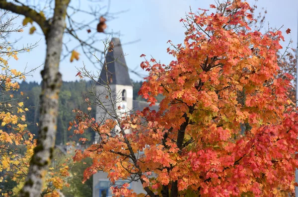 Laakirchen Avusturya Avrupa Kırmızı Yapraklı Sonbahar Ağacı — Stok fotoğraf