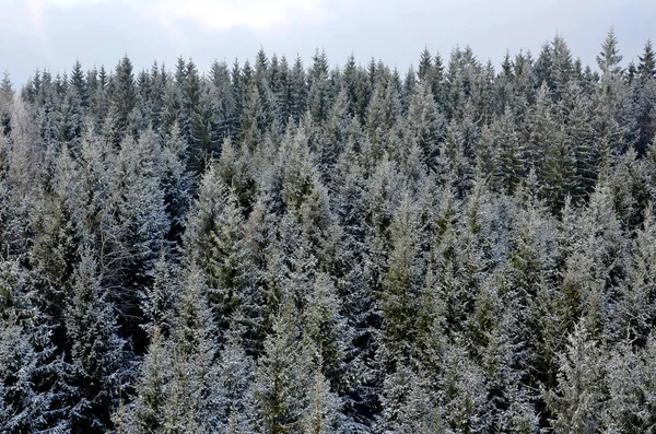 Uma Floresta Abeto Inverno Cima Áustria Europa — Fotografia de Stock