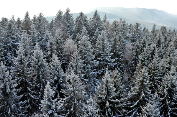 Uma Floresta Abeto Inverno Cima Áustria Europa — Fotografia de Stock