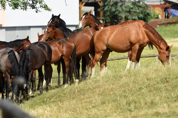 Einige Pferde Rustorf Österreich Europa — Stockfoto