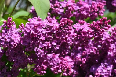 Close up of a purple lilac blossom clipart