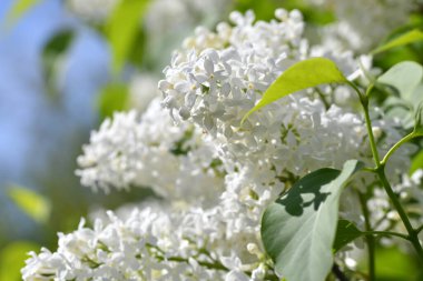 Beyaz bir leylak çiçeğine yaklaş