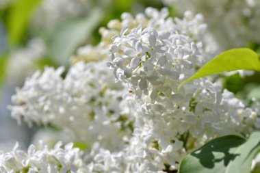 Beyaz bir leylak çiçeğine yaklaş