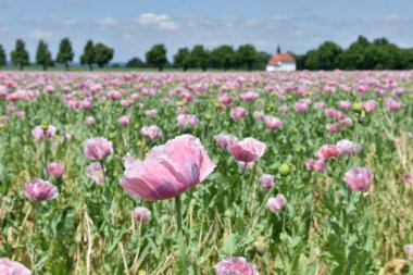 A field with purple poppy flowers and a chapel in the background in Reichersberg, Upper Austria, Austria, Europe -