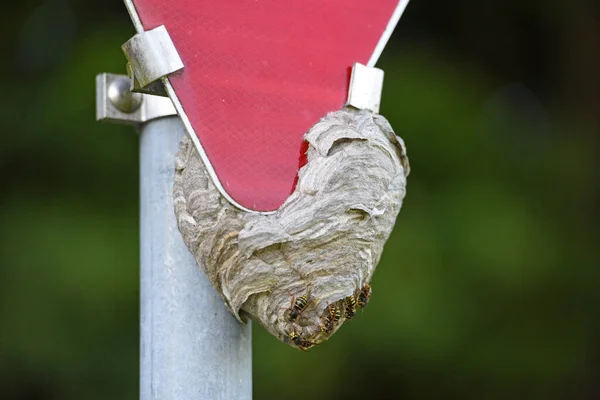 Wasp nest on a traffic sign, priority board, Austria, Europe
