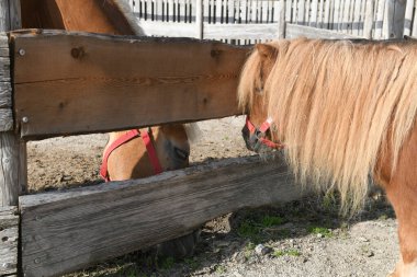Hayvan çiftliği Gut Aiderbichl, Salzburg, Avusturya, Avrupa