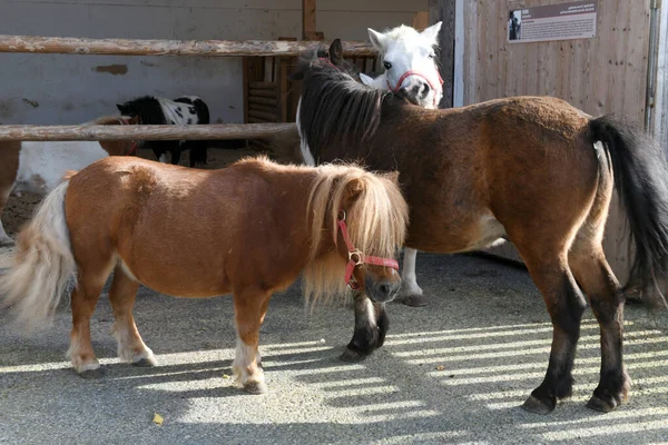 Tierfarm Gut Aiderbichl Salzburg Österreich Europa — Stockfoto