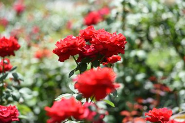 Kagran, Viyana, Avusturya ve Avrupa 'da portakal ve okul bahçesi