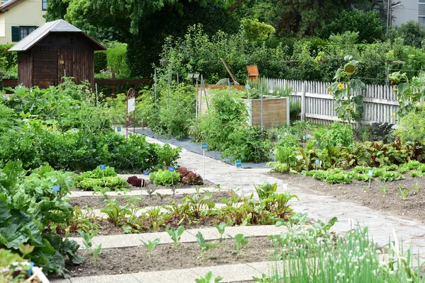 Kagran, Viyana, Avusturya ve Avrupa 'da portakal ve okul bahçesi