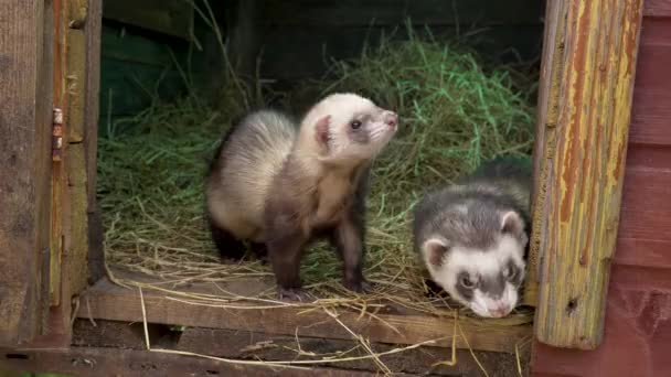 Zwei Frettchen versuchen, aus einem Holzhaus zu entkommen — Stockvideo