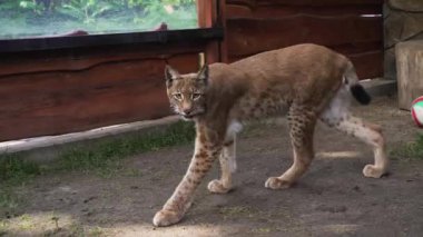 Luchs zeminde hızla yürüyor.