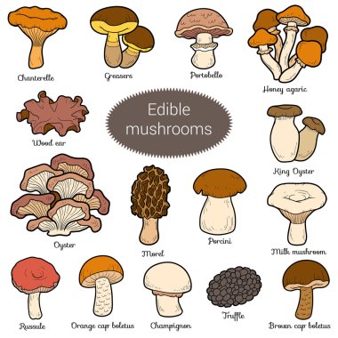 Color set of edible mushrooms clipart