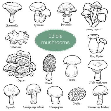 Colorless set of edible mushrooms clipart