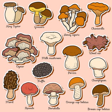 Color set of edible mushrooms clipart