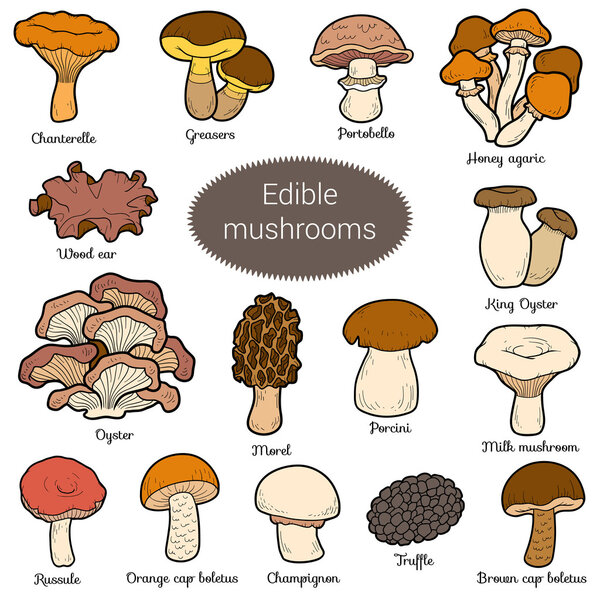 Color set of edible mushrooms
