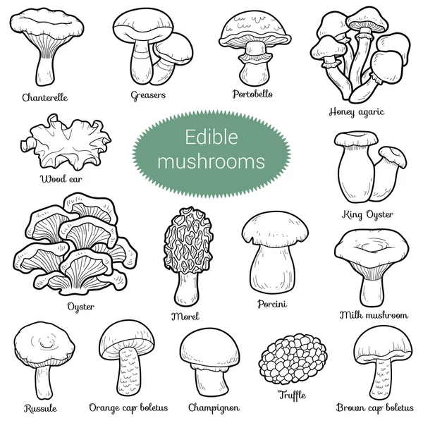 Farblose Reihe essbarer Pilze — Stockvektor