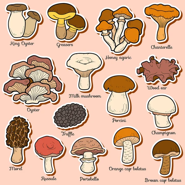 Color set of edible mushrooms — Stock Vector