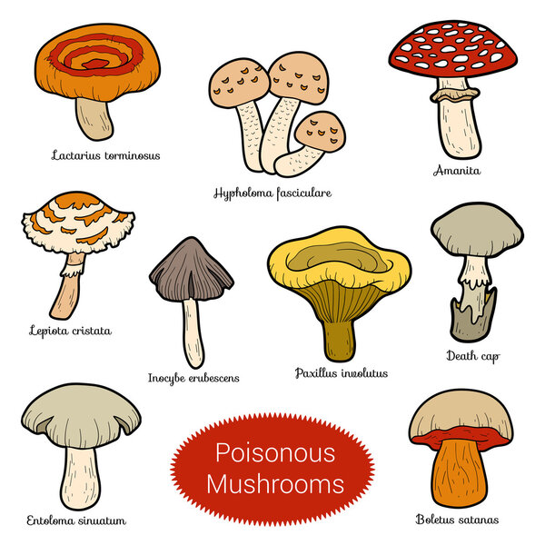 Color set of poisonous mushrooms
