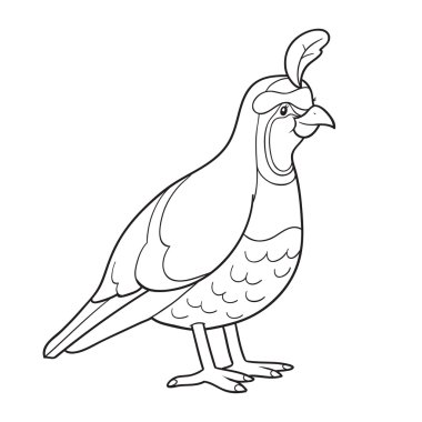 Boyama kitabı (bıldırcın)