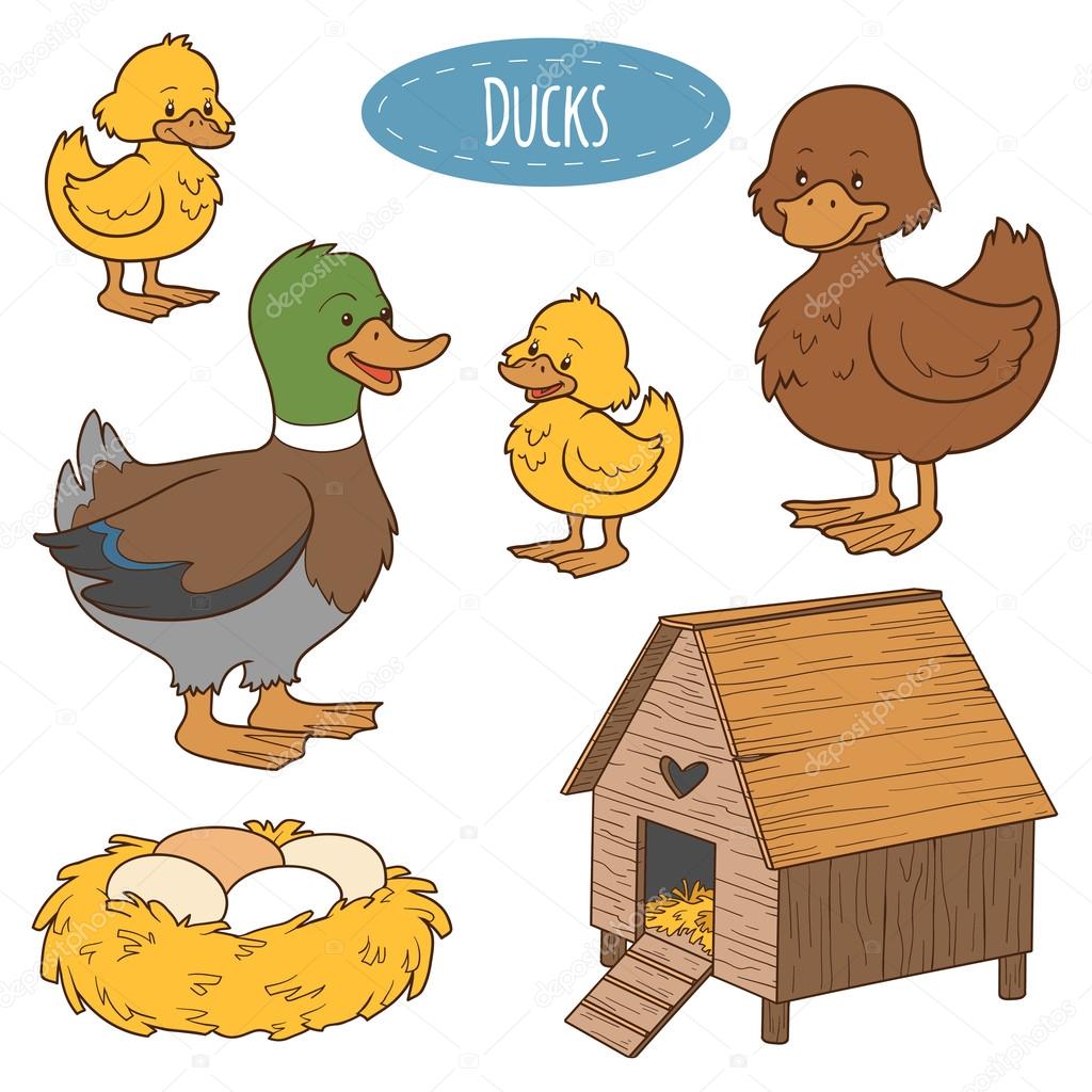 Set of cute farm animals and objects, vector family duck, colori