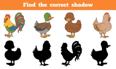Doğru gölge bulmak: Çiftlik Hayvanlar (tavuk ve ördek)