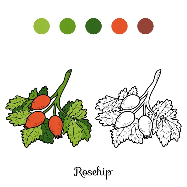 Libro para colorear: frutas y verduras (rosa mosqueta ) — Vector de stock