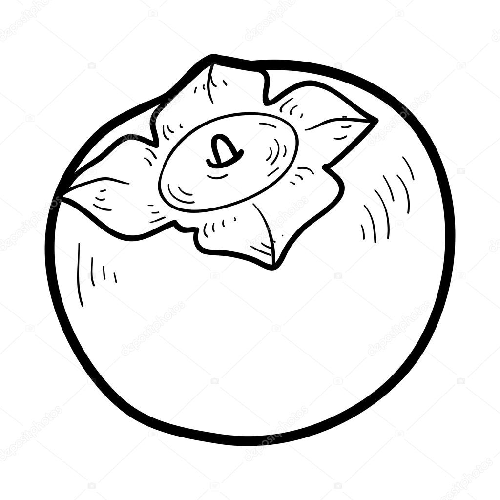 Set of fuyu persimmon fruit hand drawn elements botanical illustration Coloring book: fruits and vegetables (persimmon) — Stock Vector