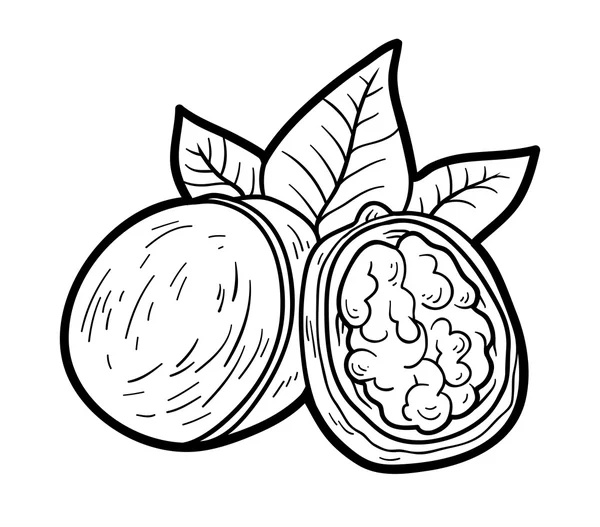Omalovánky pro děti: ovoce a zelenina (ořech) — Stockový vektor