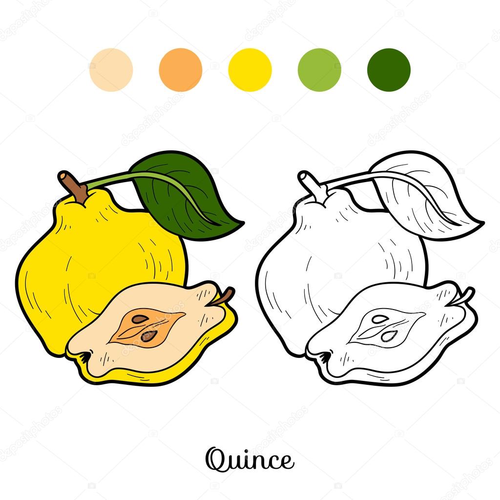 Coloring book for children: fruits and vegetables (quince) Stock Vector ...