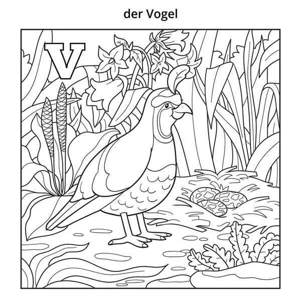 Německá abeceda, písmeno V (křepelky, ptáků a pozadí) — Stockový vektor