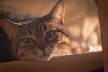 Uykulu tekir kedi portresi. Yakın plan.