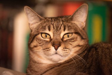 Uykulu tekir kedi portresi. Yakın plan.