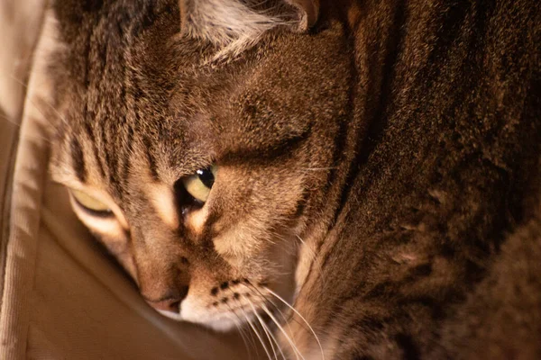 Sleepy Tabby Cat Portrait Closeup — Stock Photo, Image