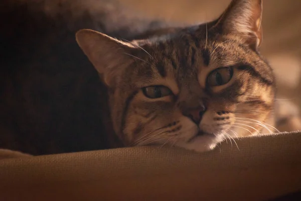 Sömnig Tabby Katt Porträtt Närbild — Stockfoto
