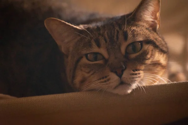 Uykulu Tekir Kedi Portresi Yakın Plan — Stok fotoğraf