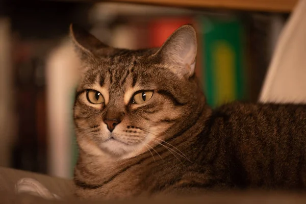 Uykulu tekir kedi portresi. Yakın plan.