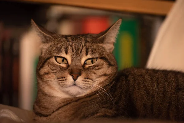 Schläfrig Gestromte Katzenporträt Nahaufnahme — Stockfoto