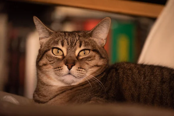 Sleepy Tabby Cat Portrait Closeup — Stock Photo, Image