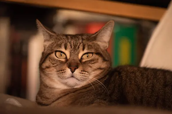 Schläfrig Gestromte Katzenporträt Nahaufnahme — Stockfoto