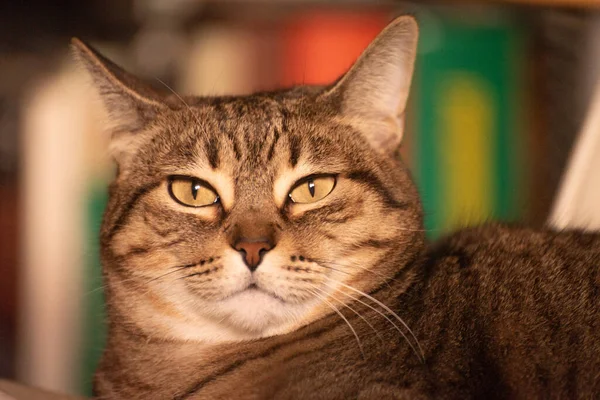 Sleepy Tabby Cat Portrait Closeup — Stock Photo, Image