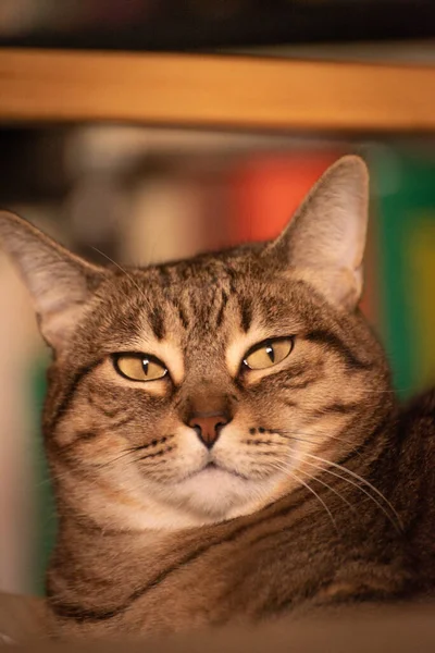 Ospalý Tabby Kočka Portrét Detailní — Stock fotografie