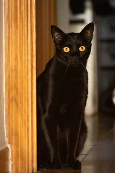 Schwarze Katze Innenporträt Hause — Stockfoto