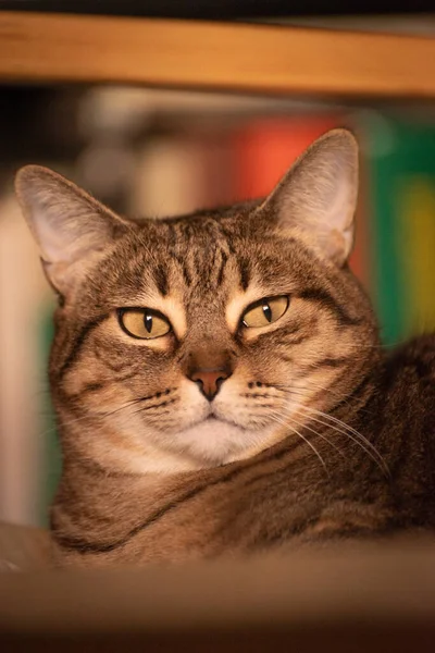 Slaperig Tabby Kat Portret Closeup — Stockfoto