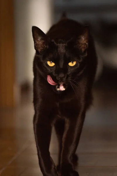 Retrato Interior Gato Preto Casa — Fotografia de Stock