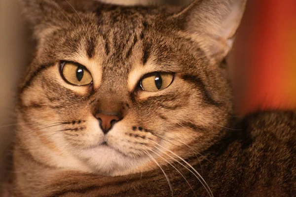 Schläfrig Gestromte Katzenporträt Nahaufnahme — Stockfoto