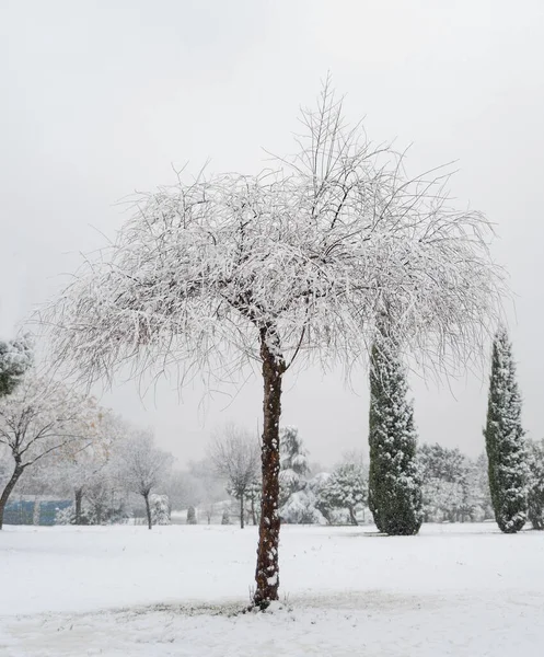Madrid 'de karların altındaki ağaçlar