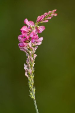 İlkbaharda Onobrychis Viciifolia çiçeği