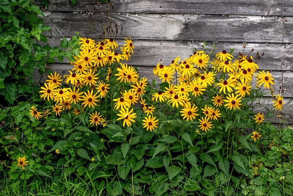 Schwarzäugige Susans — Stockfoto